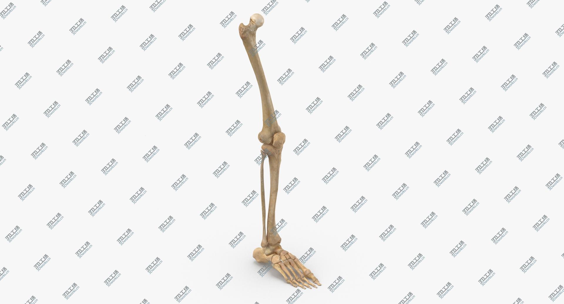 images/goods_img/20210319/3D model Real Human Leg Bones Anatomy 01/2.jpg